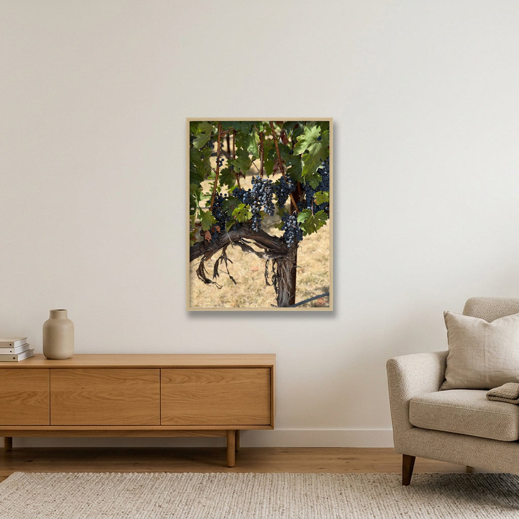 Napa Grapevine — 60×80cm, 24×31" Oak Frame