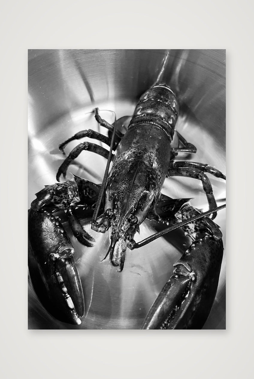 Lobster B&W — A4 (21×30cm, 8×12") Print only