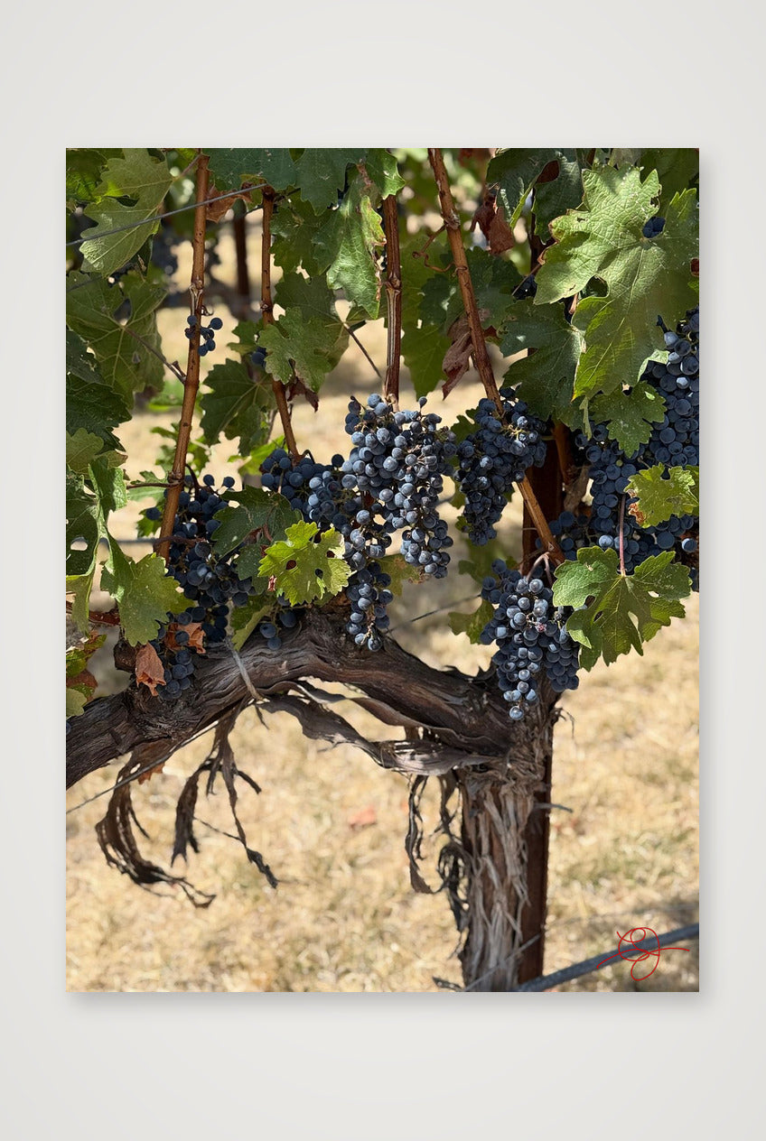 Napa Grapevine — 30×40cm, 12×16" Print only