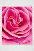 Rose — 28×35cm, 11×14" Print only