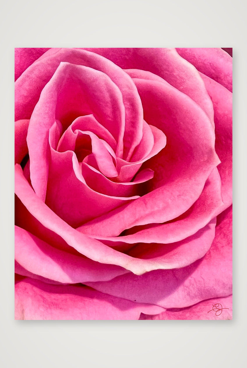 Rose — 28×35cm, 11×14" Print only