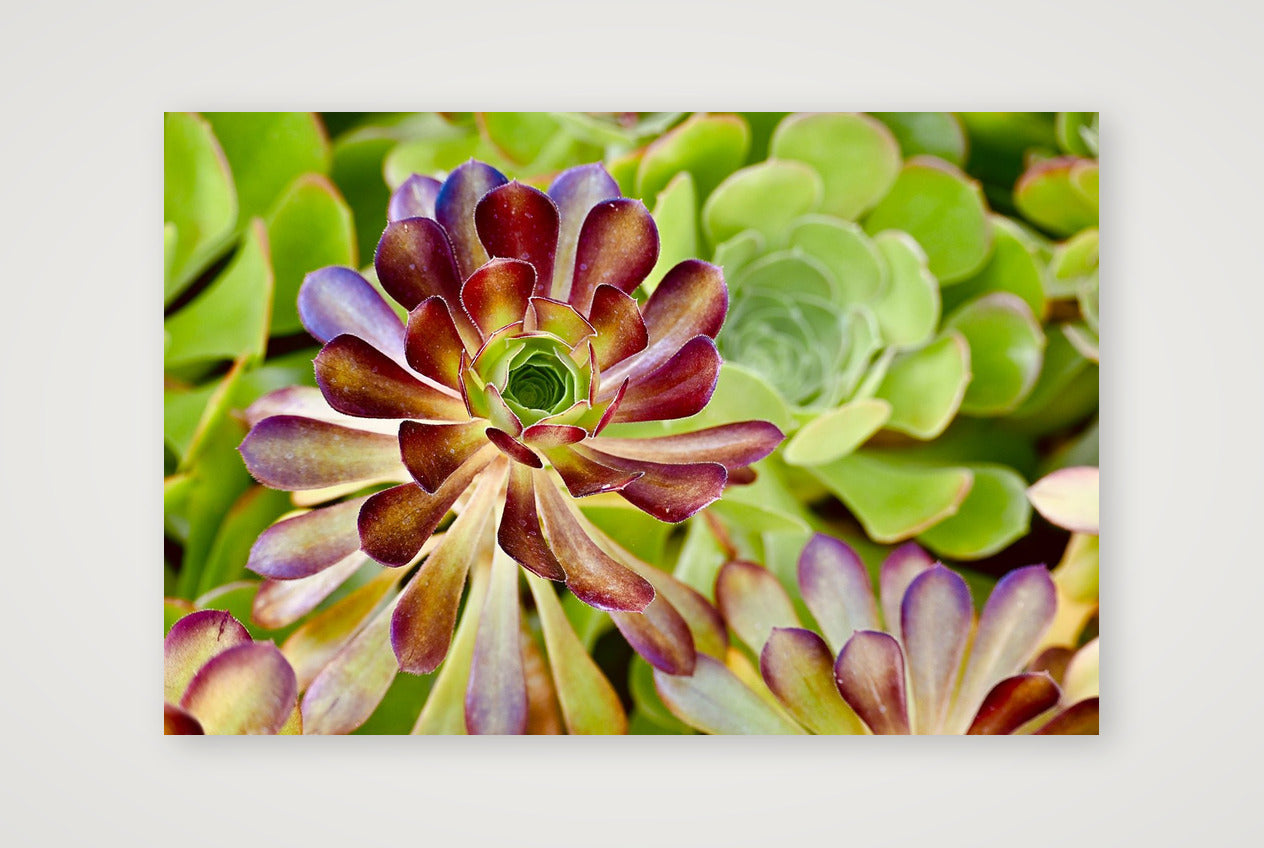 Floral Succulent  — 45×30cm, 18×12" Print only