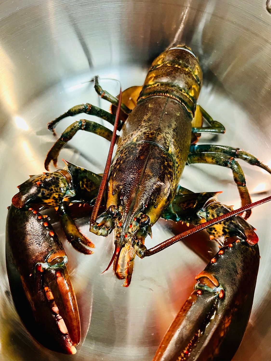 Lobster