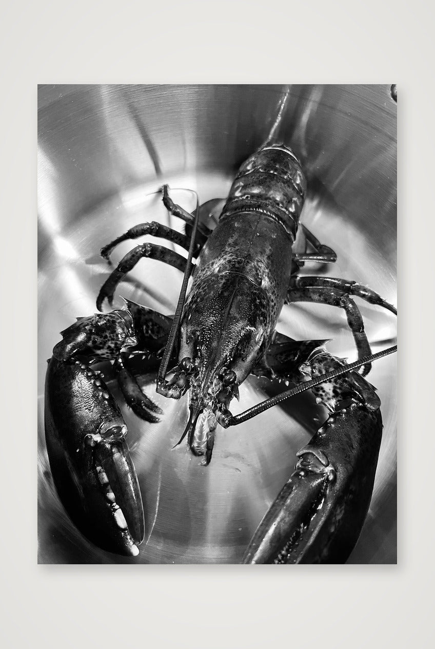 Lobster B&W — 60×80cm, 24×31" Print only