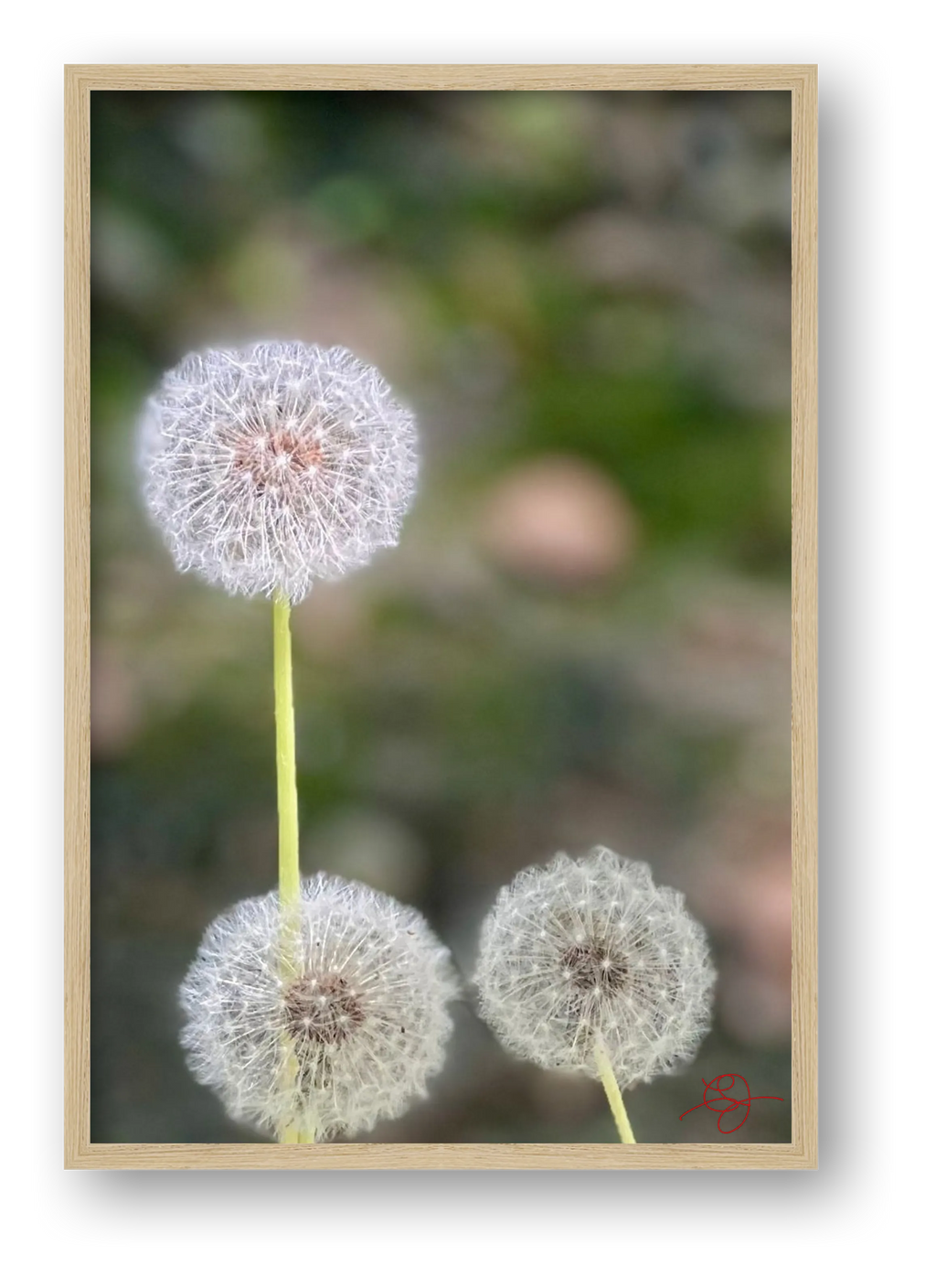 Dandelions — framed
