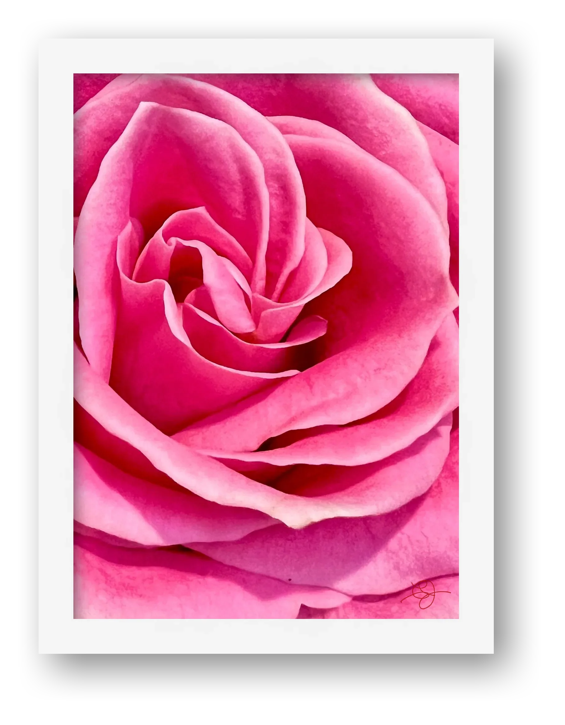 Rose — framed