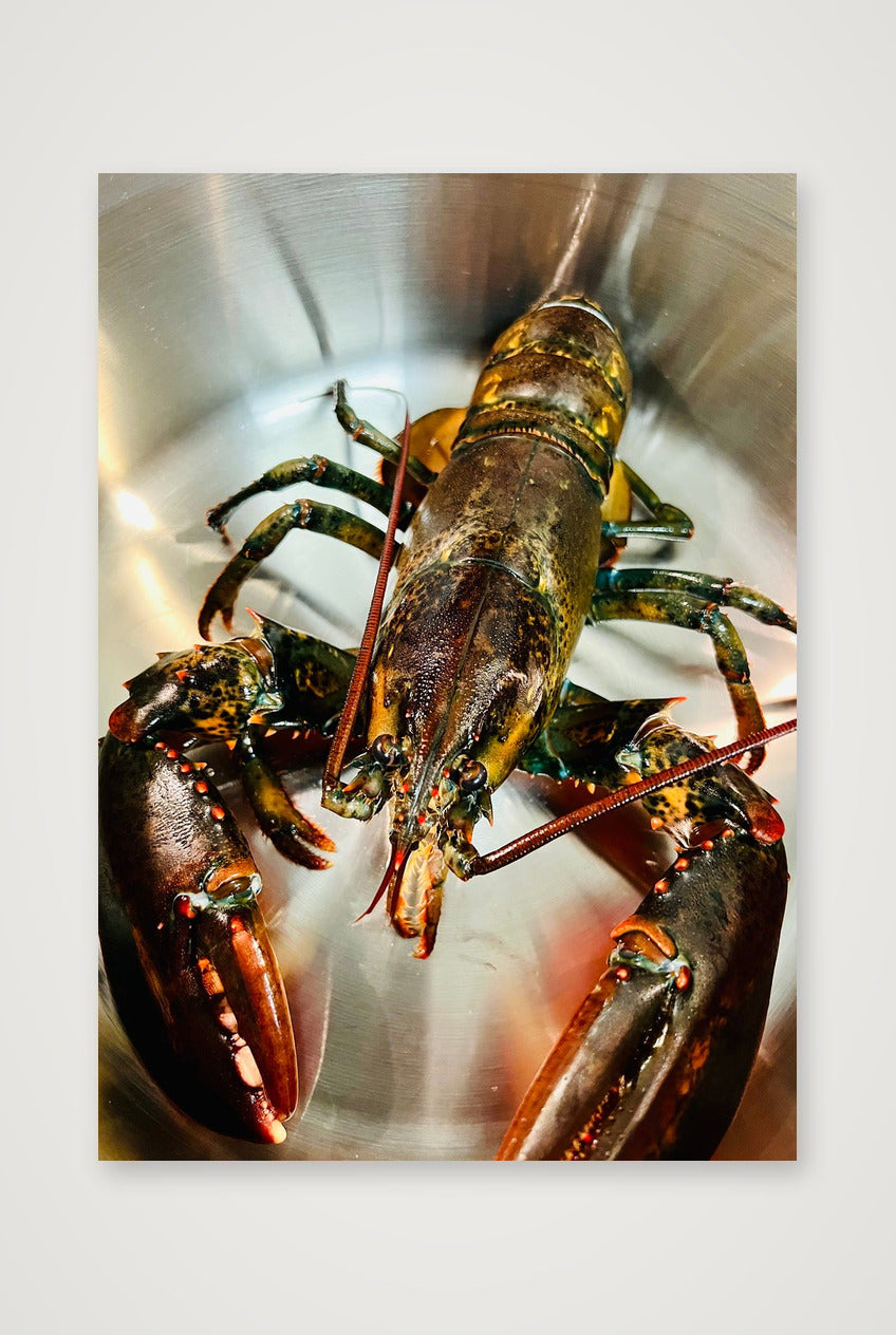 Lobster — A4 (21×30cm, 8×12") Print only