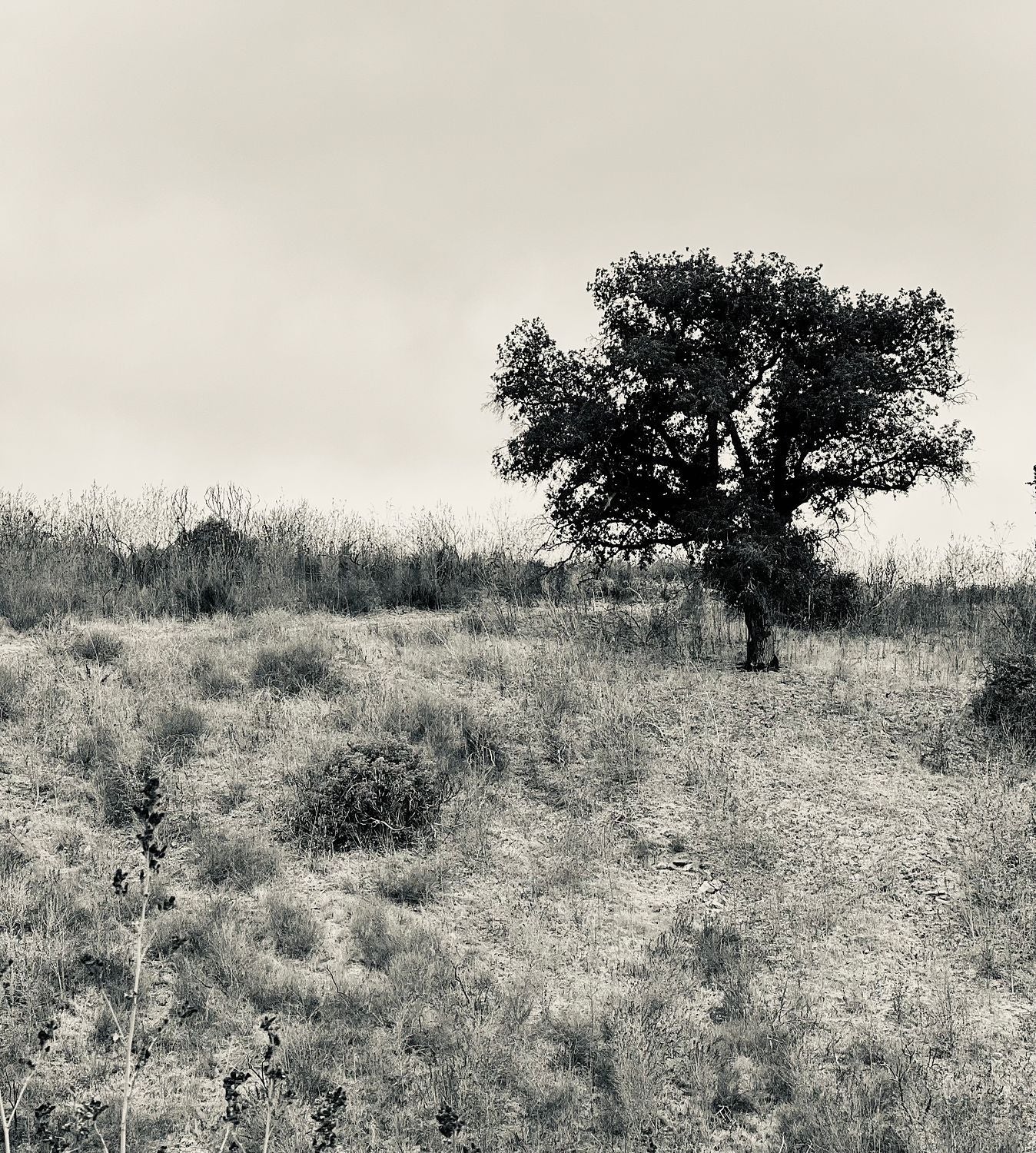 Oak Tree