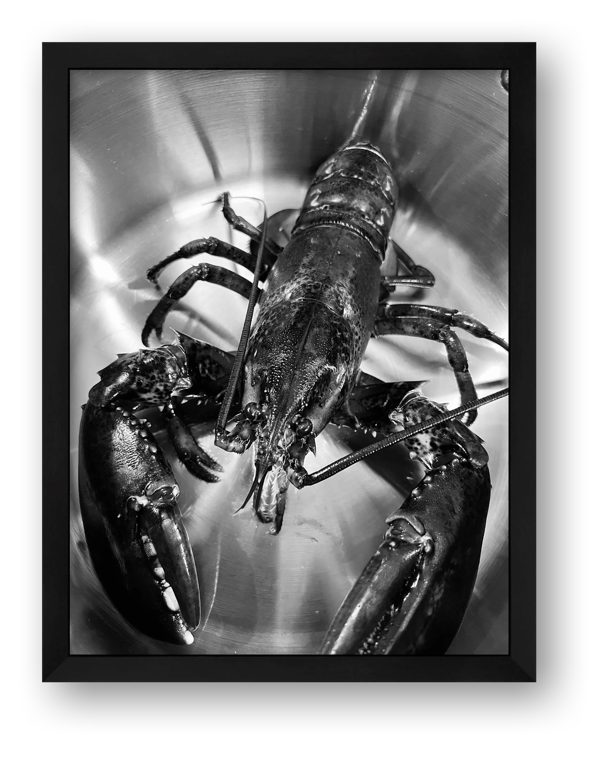 Lobster B&W — framed