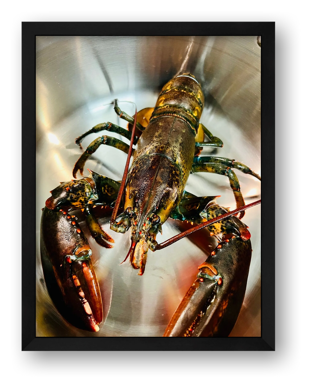 Lobster — framed