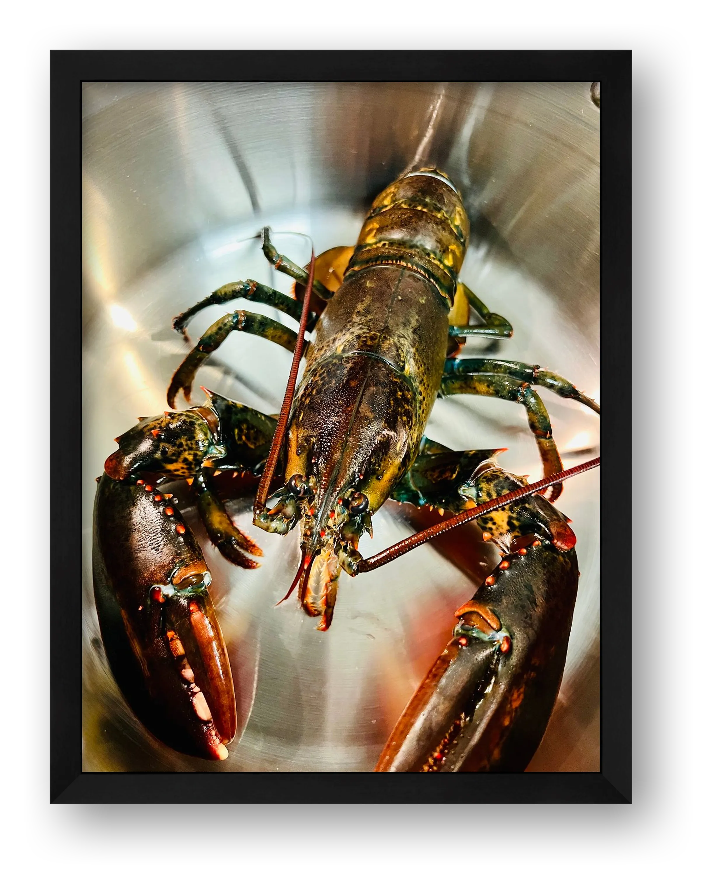 Lobster — framed