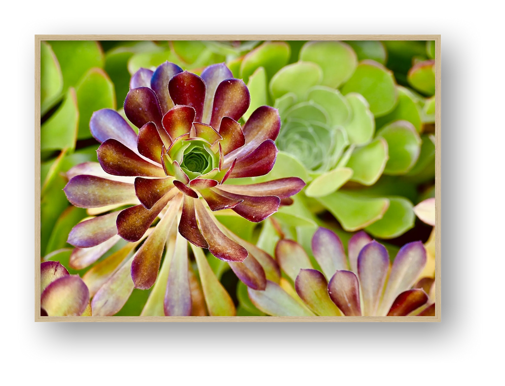 Floral Succulent  — framed