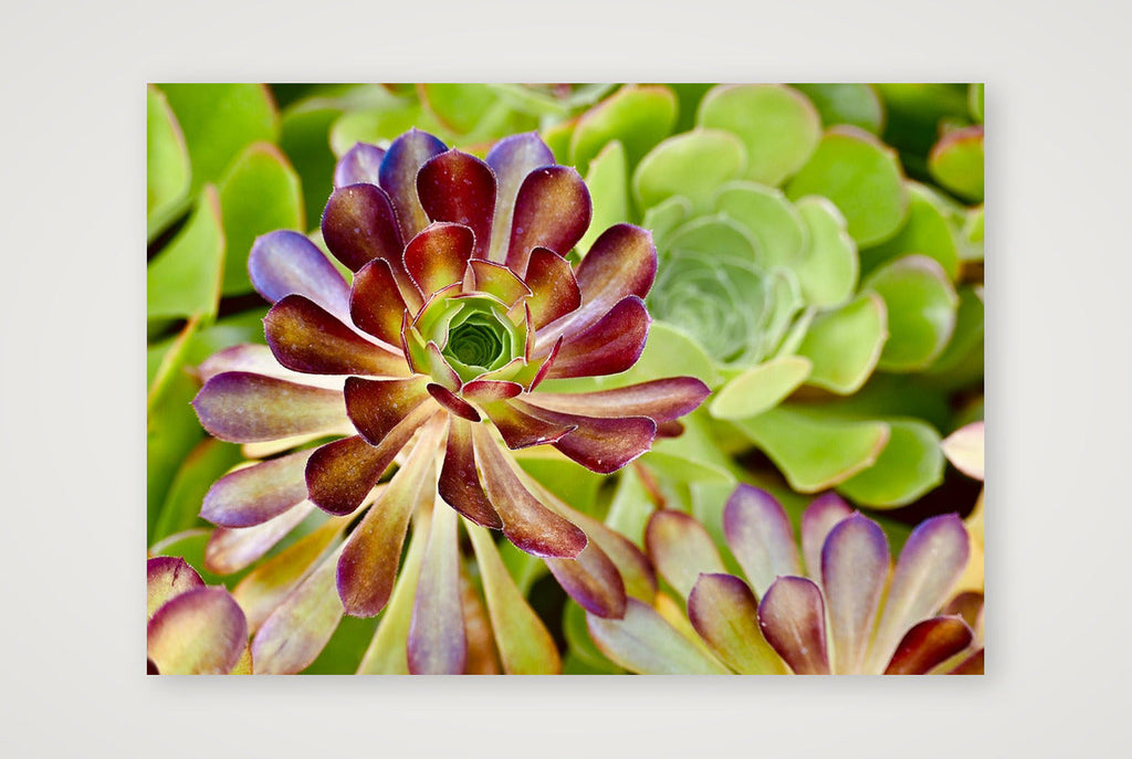Floral Succulent  — A4 (30×21cm, 12×8") Print only