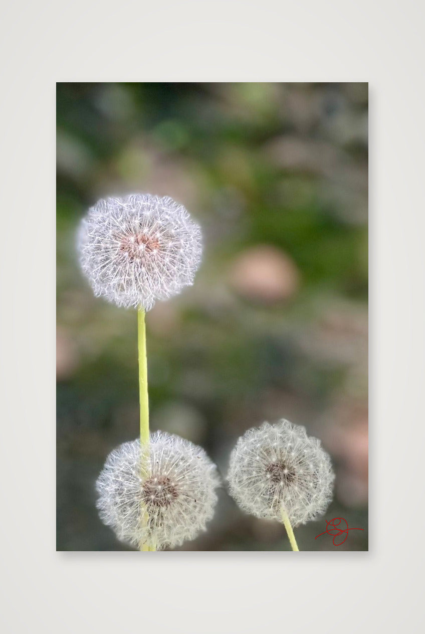 Dandelions — 30×45cm, 12×18" Print only