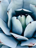 Cactus #1
