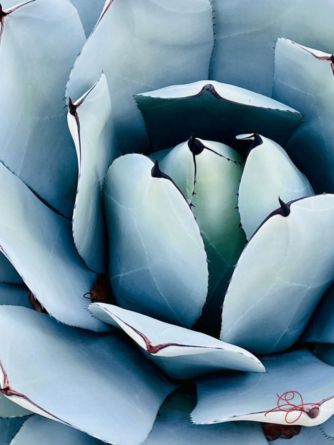 Cactus #1