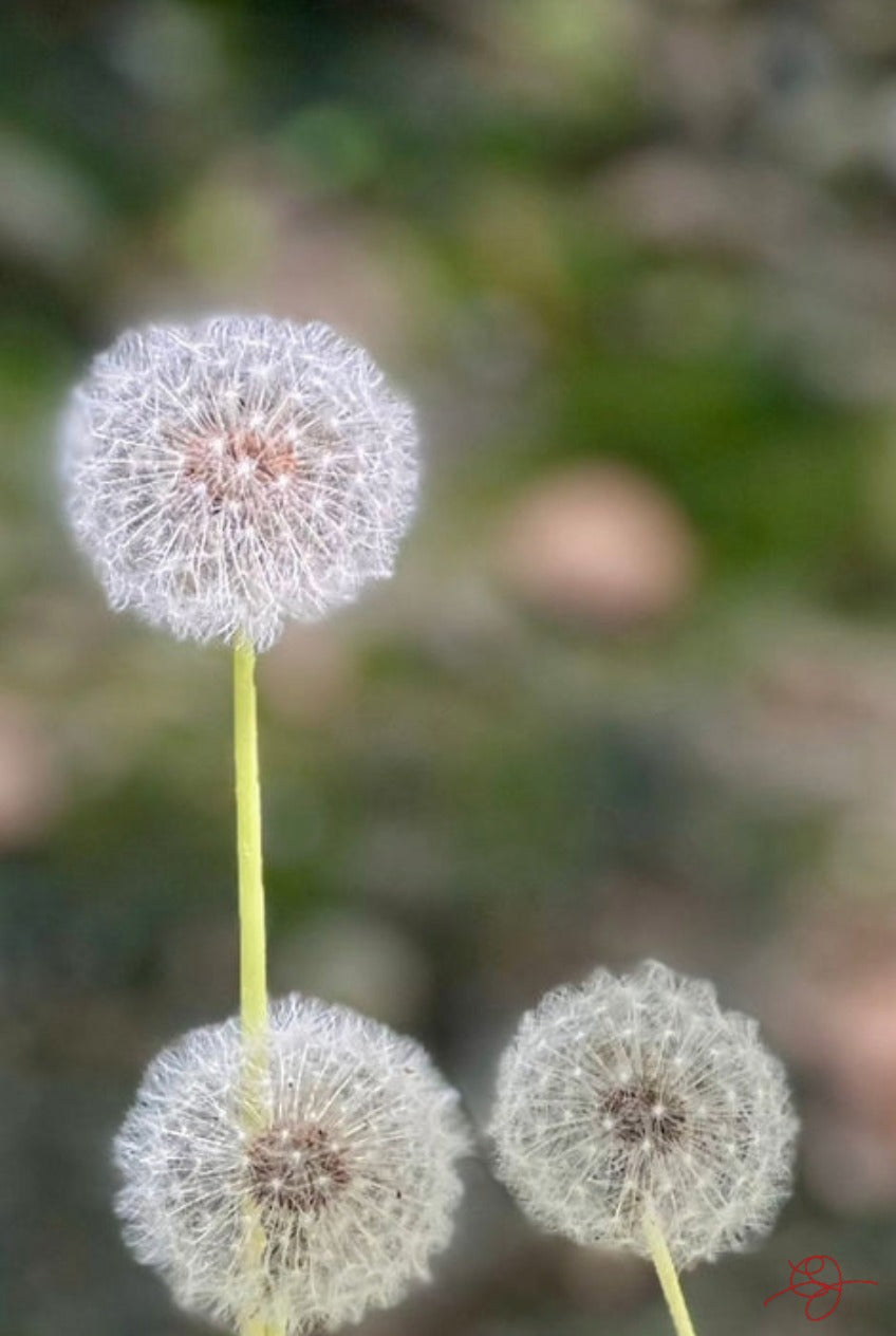 Dandelions