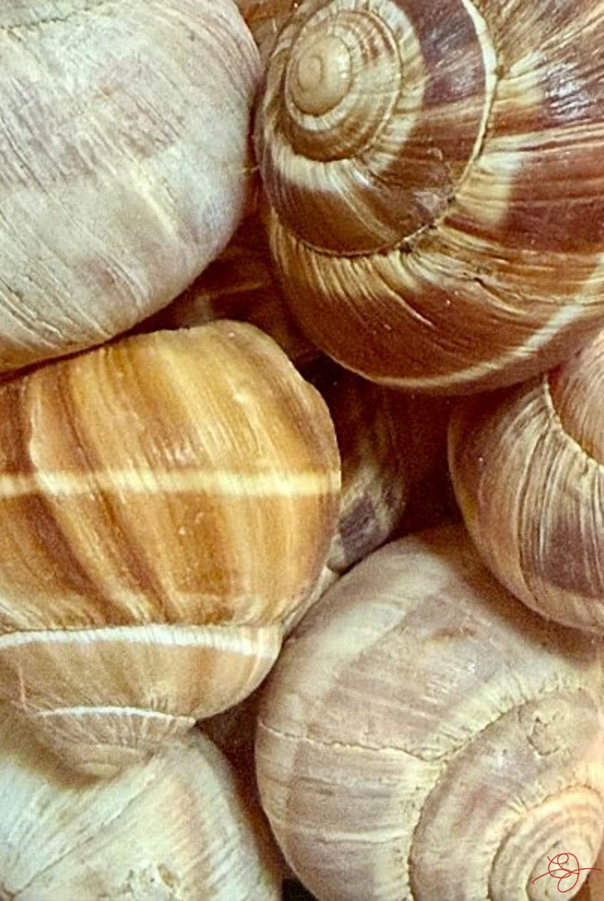 Escargots
