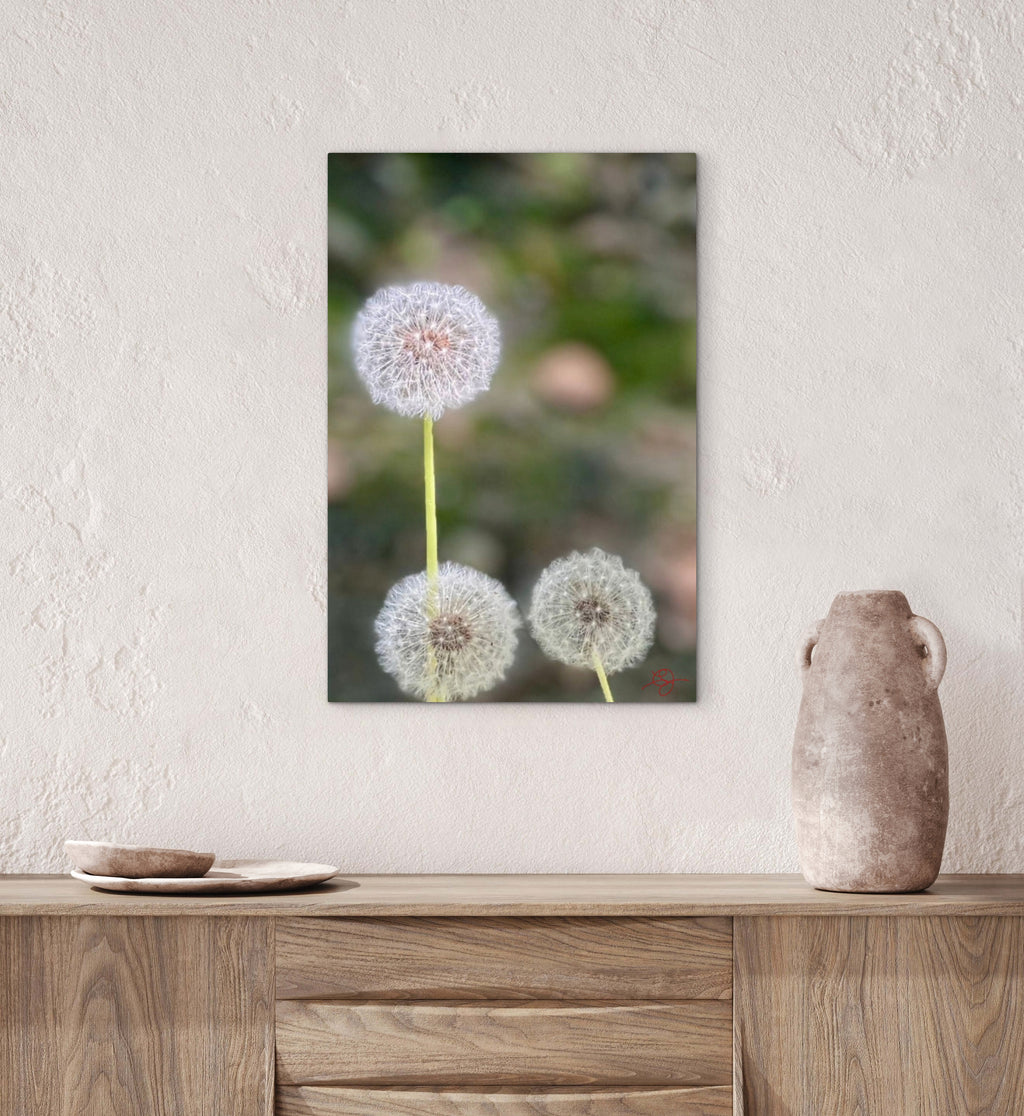 Dandelions
