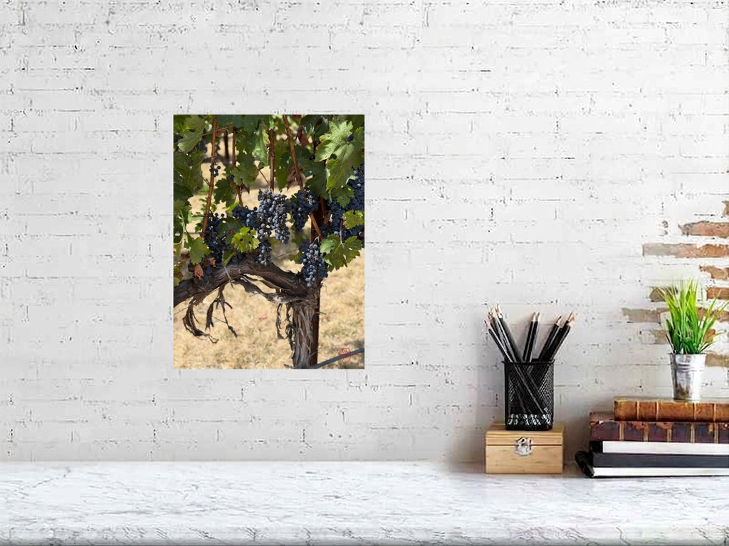 Napa Grapevine