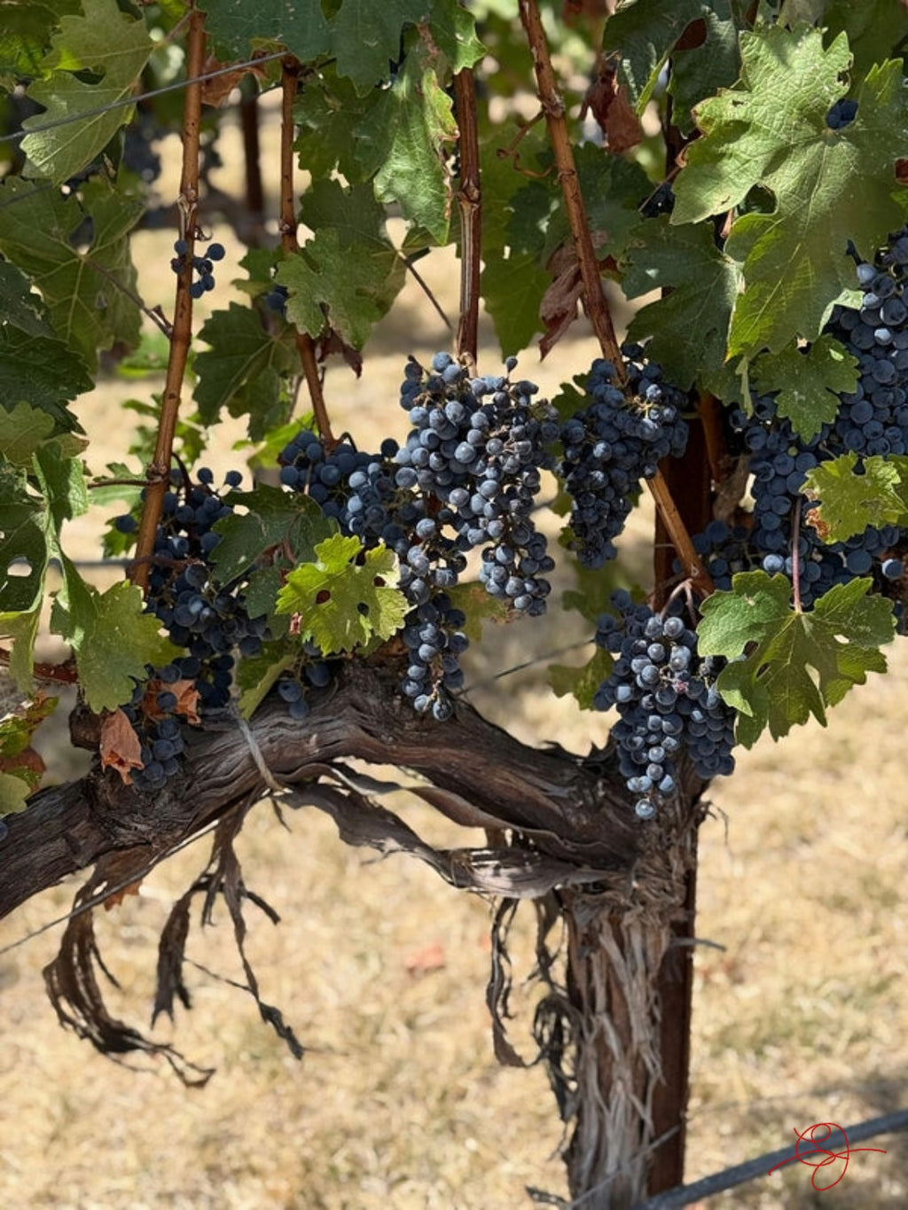 Napa Grapevine