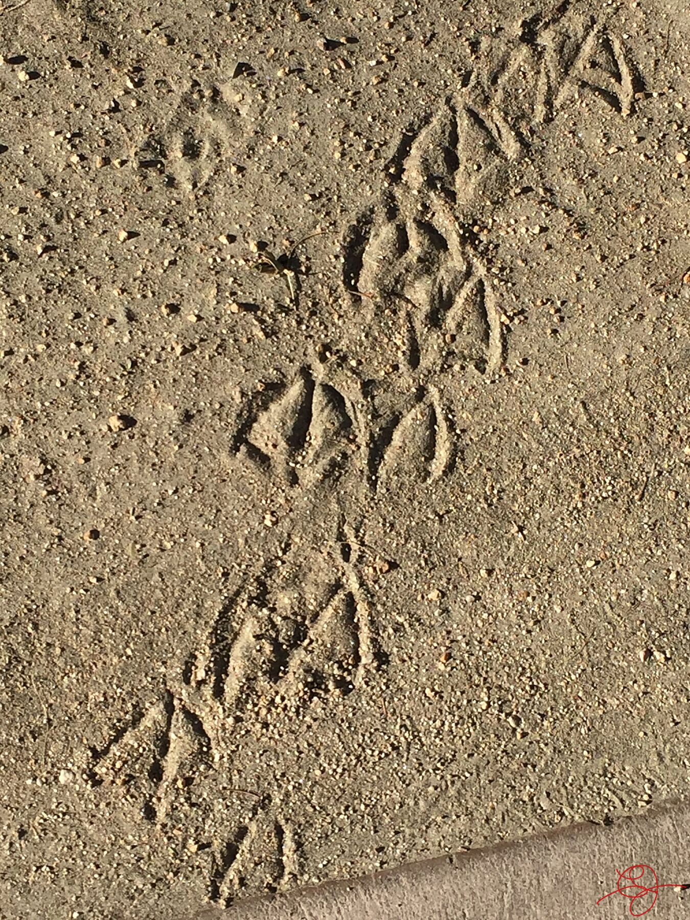 Seagull Sand Prints