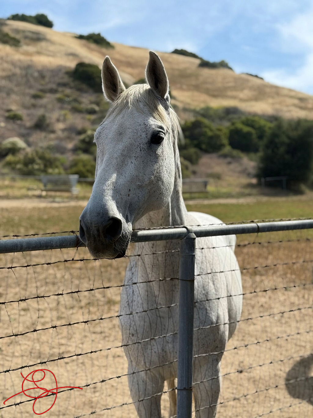 White Horse