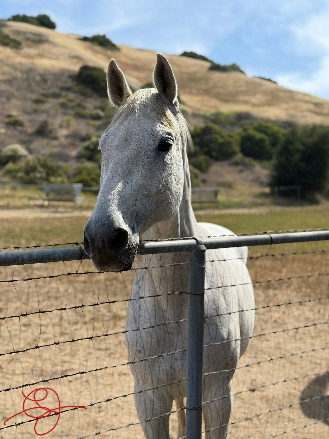 White Horse