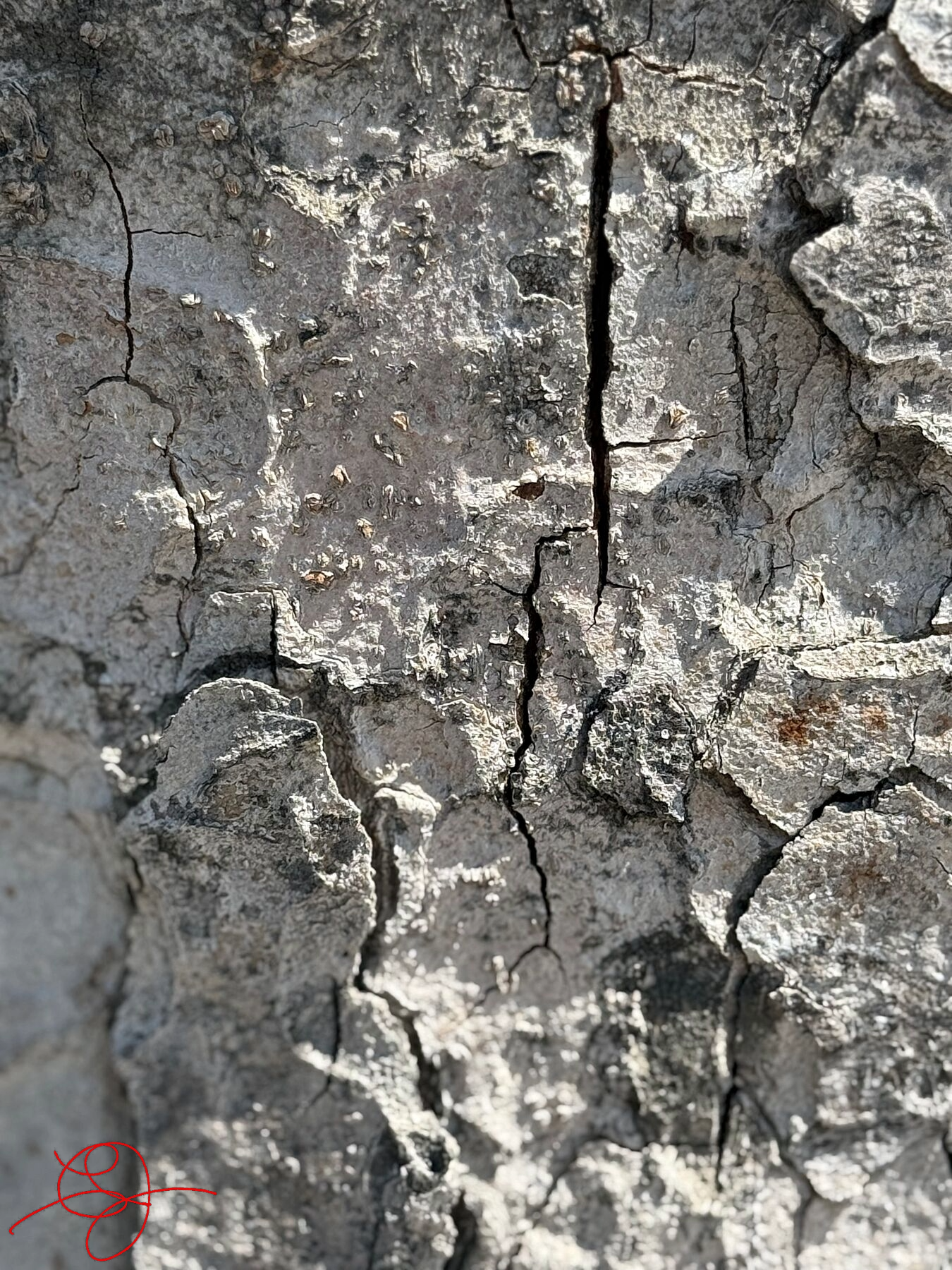 Bark