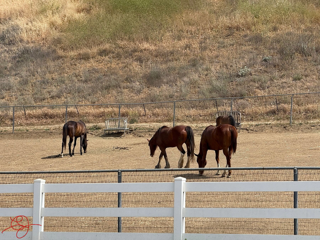 Horses