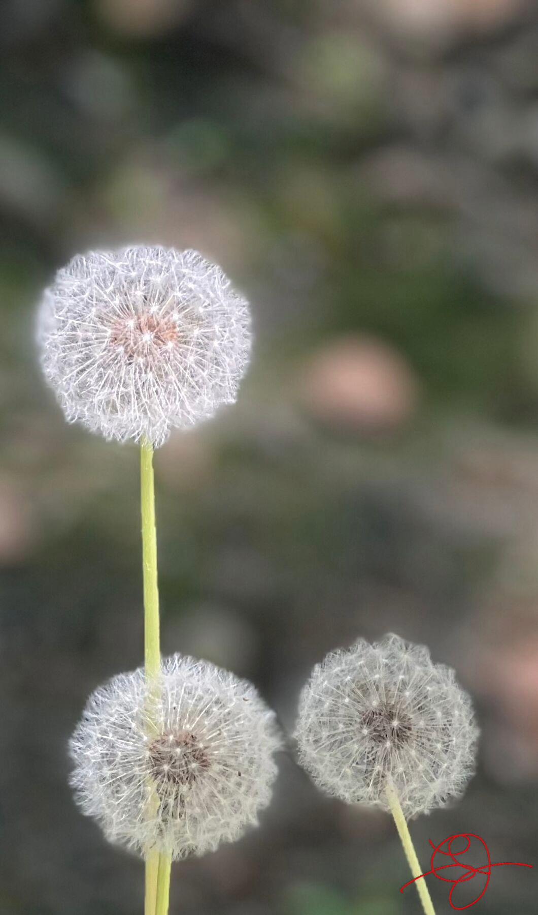 Dandelion