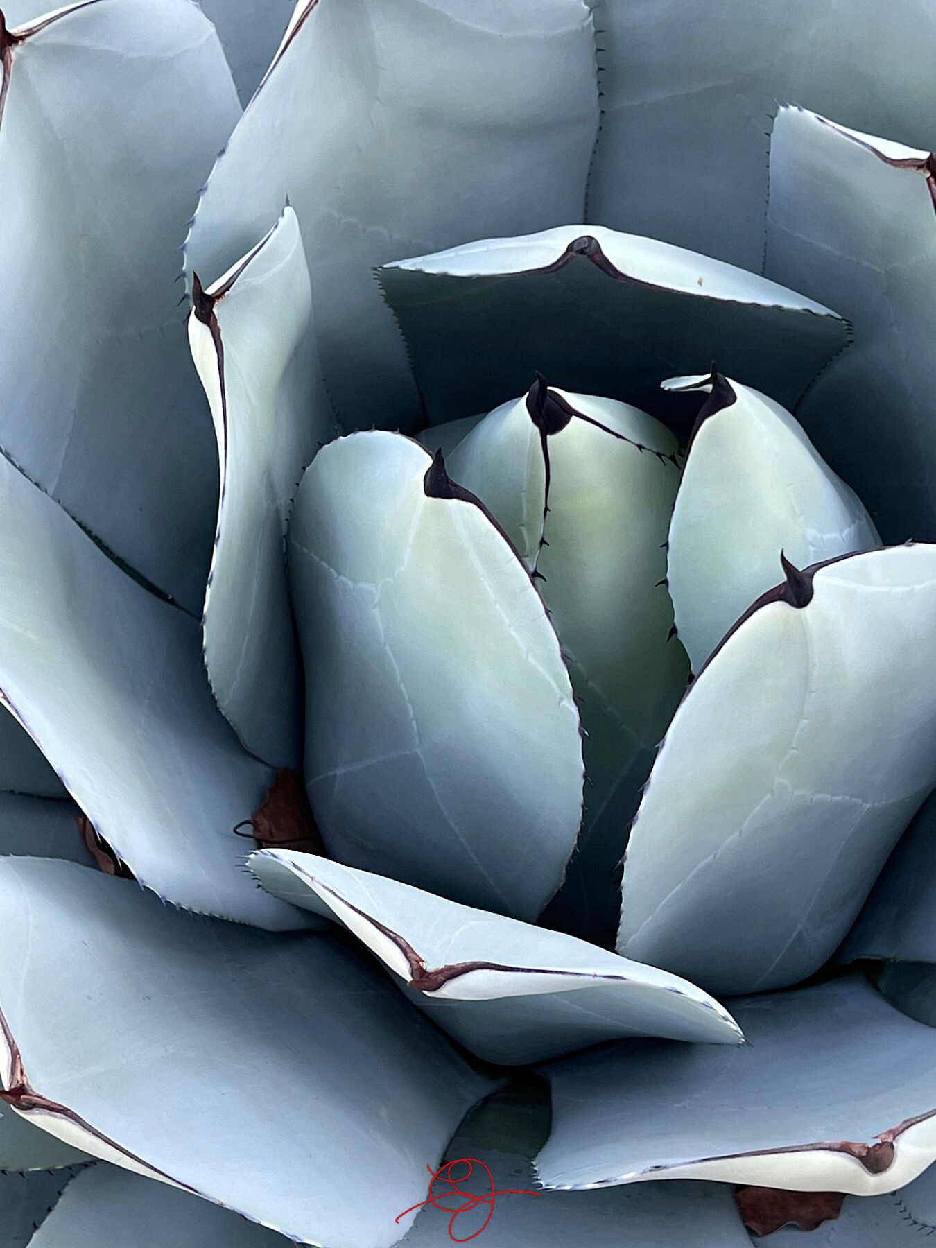Succulent #1