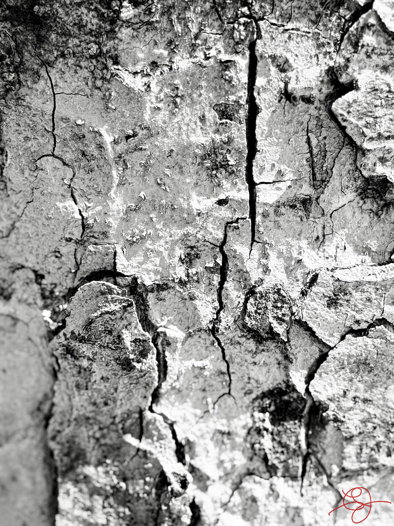 Bark B&W
