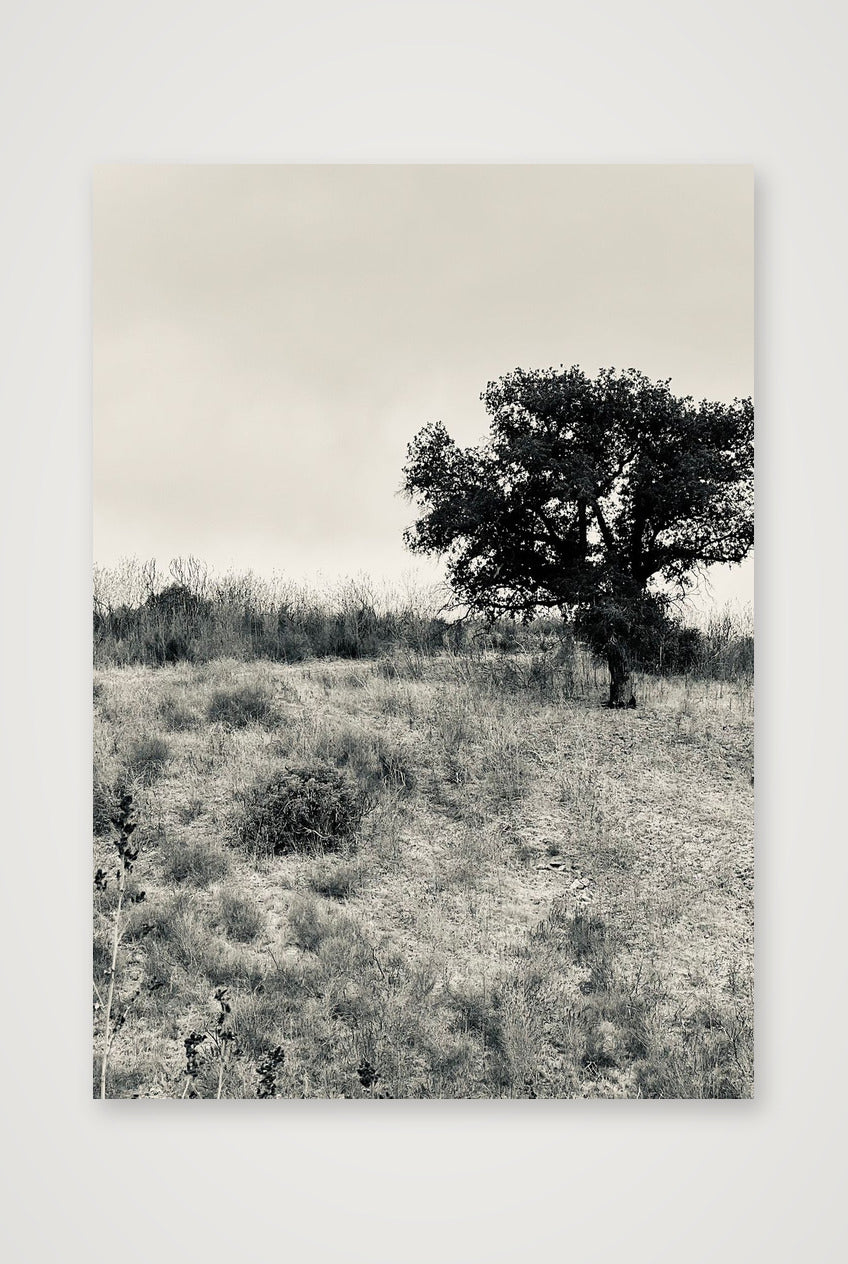 Oak Tree — A4 (21×30cm, 8×12") Print only