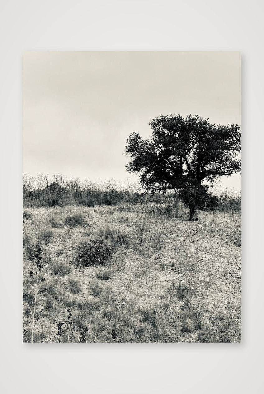 Oak Tree — 60×80cm, 24×31" Print only