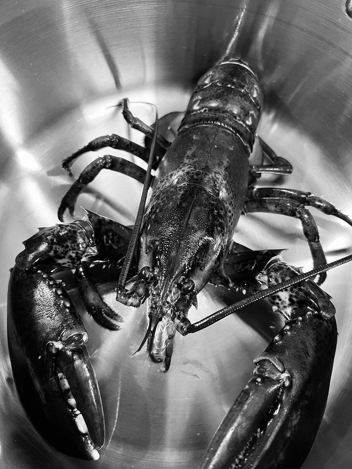 Lobster B&W
