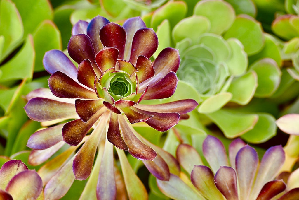 Floral Succulent 