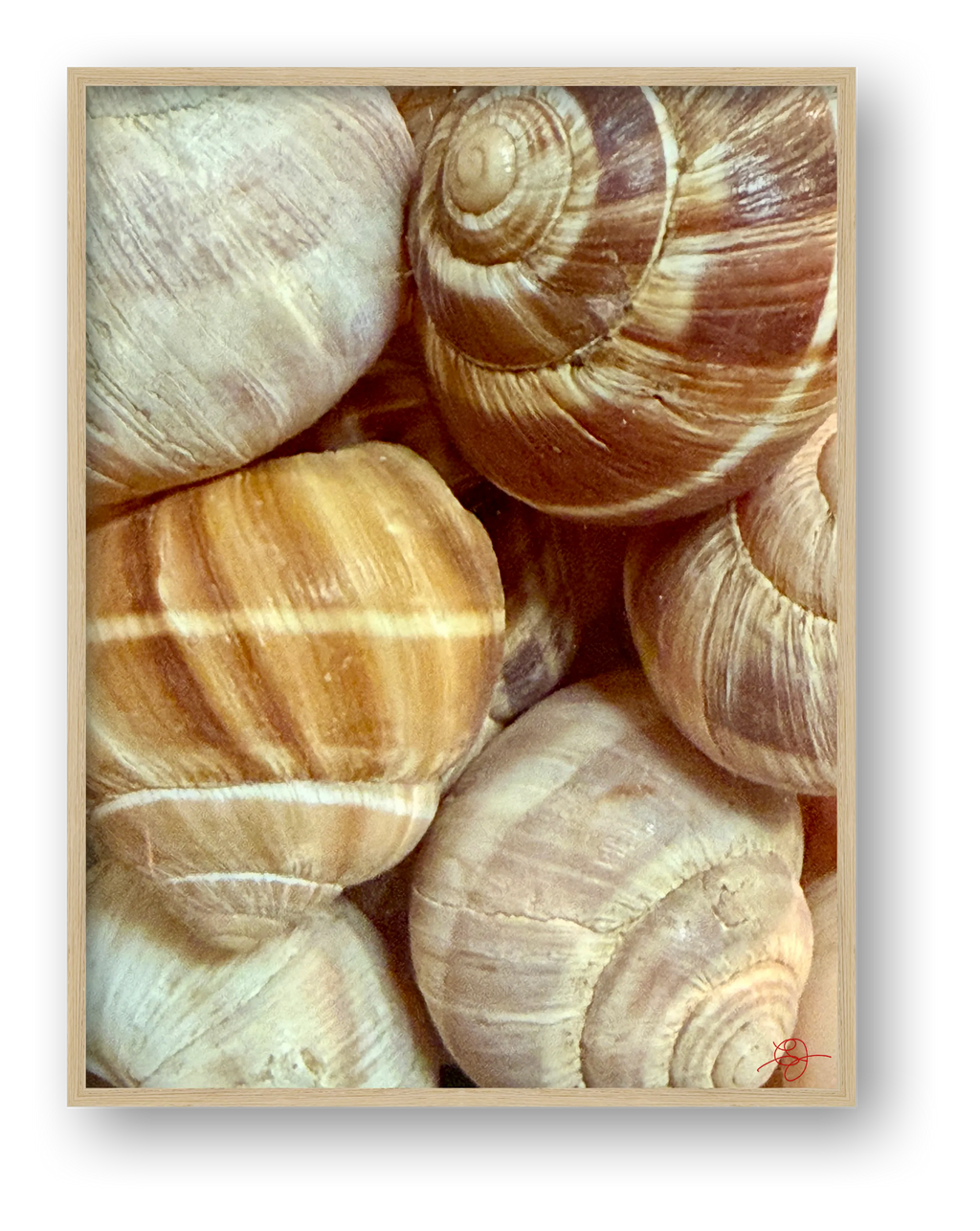 Escargots — framed