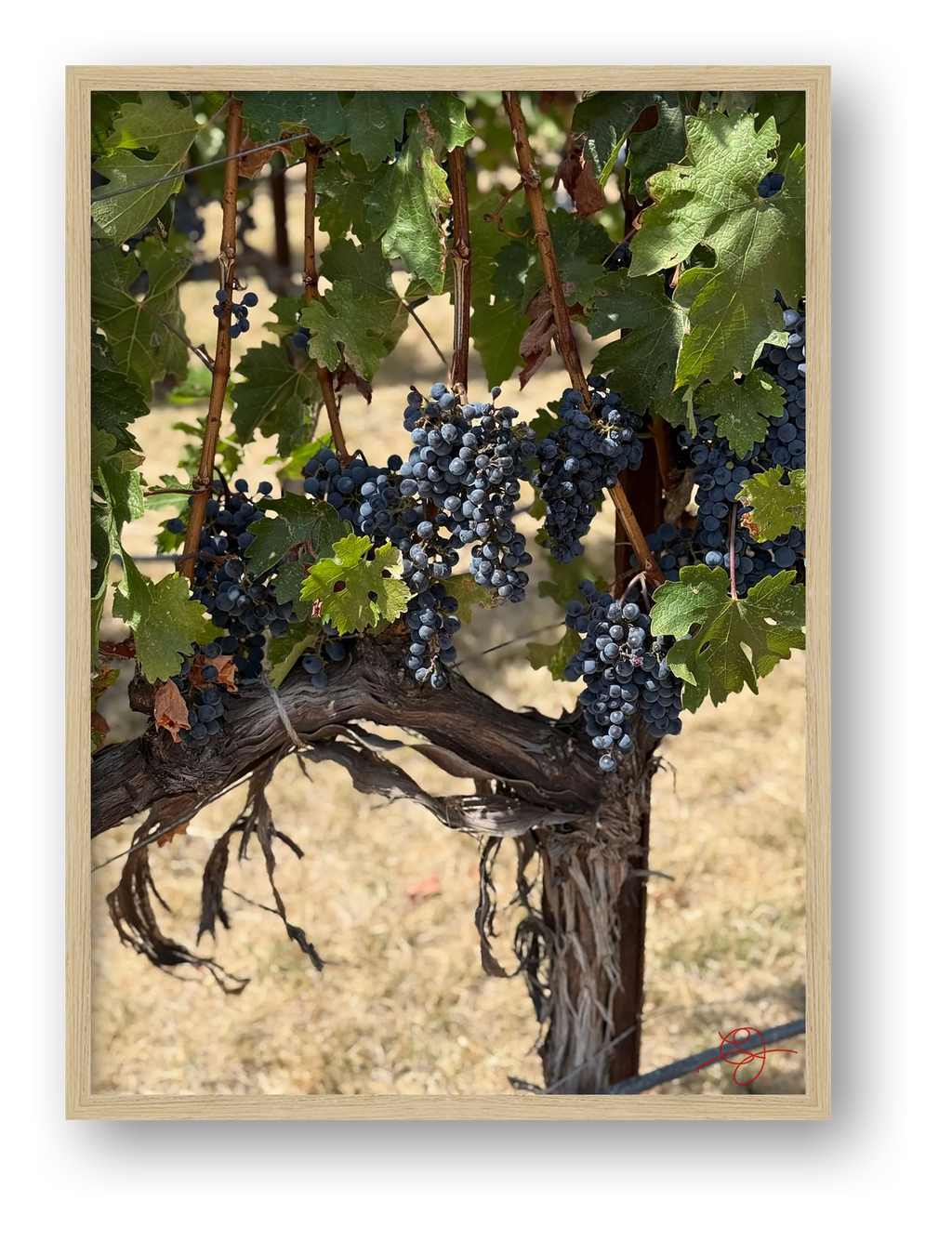 Napa Grapevine — framed