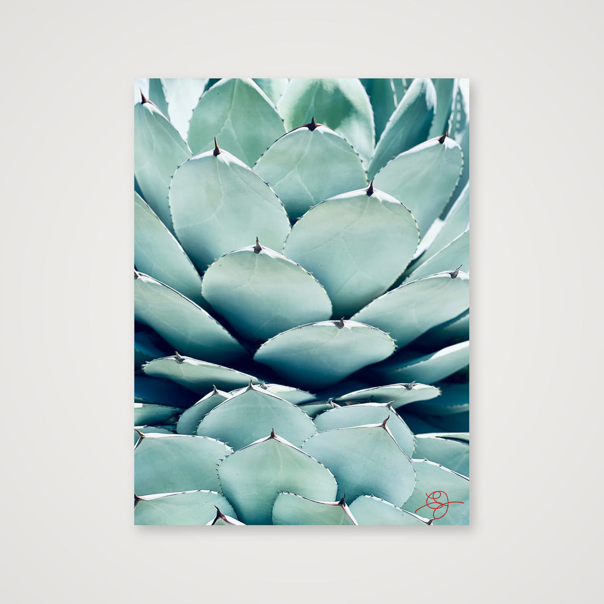 Cactus — 30×40cm, 12×16" Print only