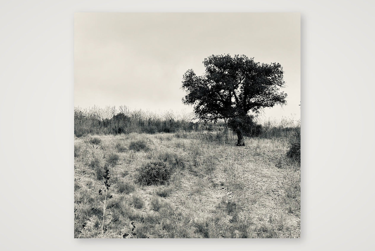 Oak Tree — 50×50cm, 20×20" Print only