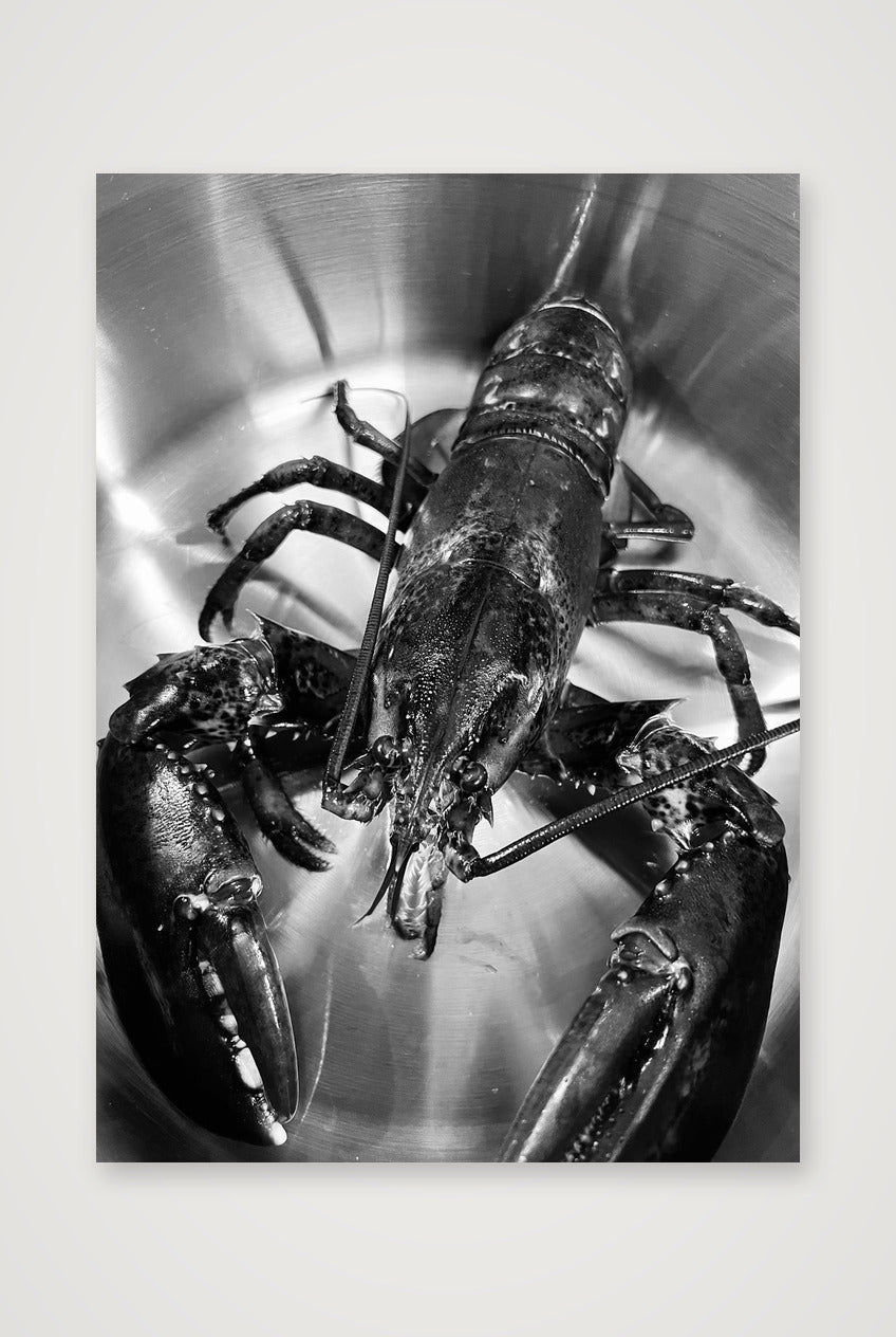 Lobster B&W — 42×59cm, 17×23" Print only