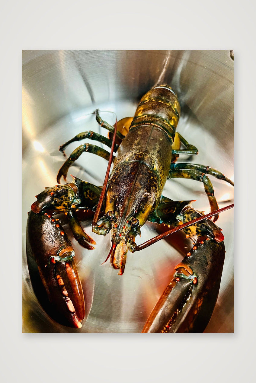 Lobster — 60×80cm, 24×31" Print only