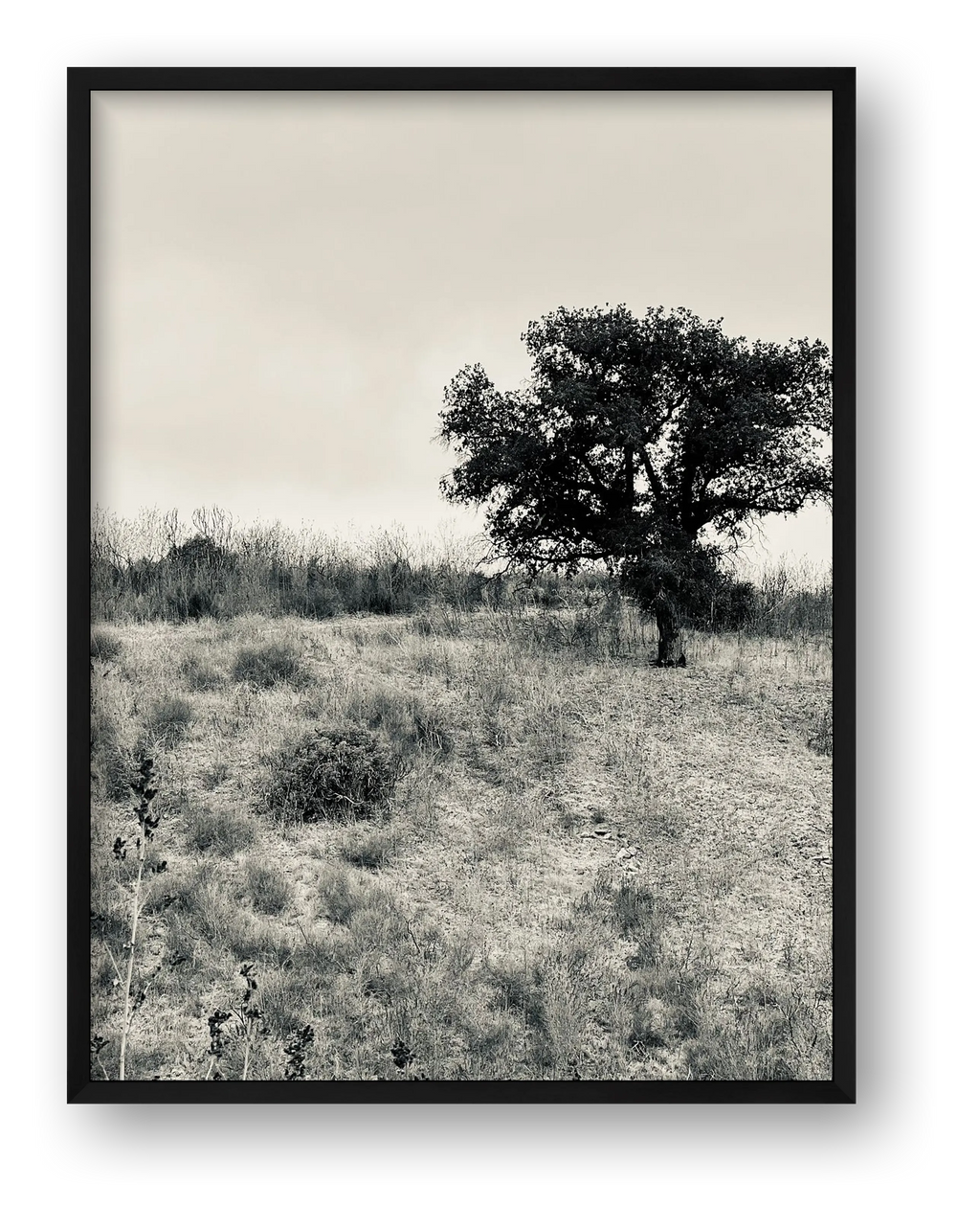 Oak Tree — framed