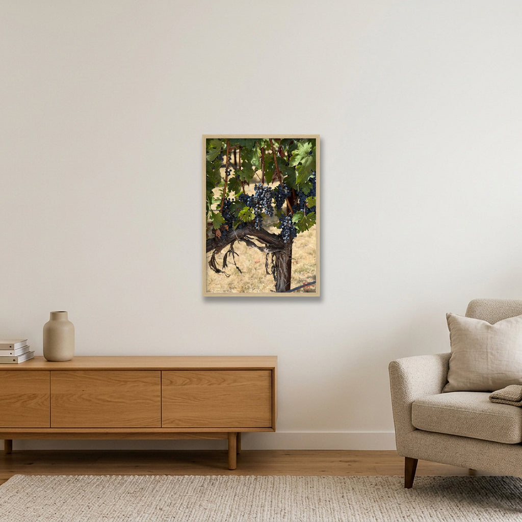 Napa Grapevine — 42×59cm, 17×23" Oak Frame