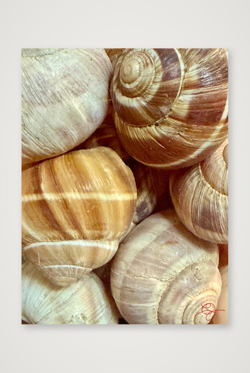Escargots — 30×40cm, 12×16" Print only